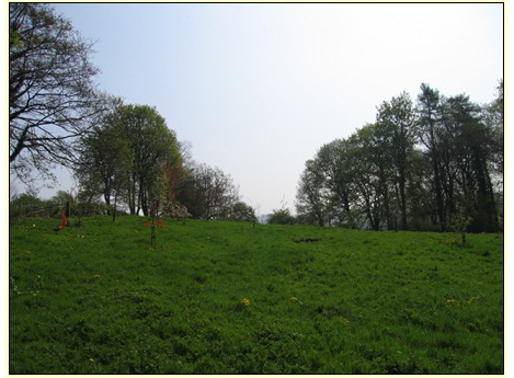 Golden Valley Woodland Burial Ground