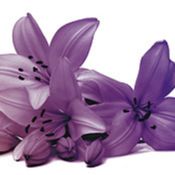 Gary Franklin and Andy Hawkins Family Funeral Directors